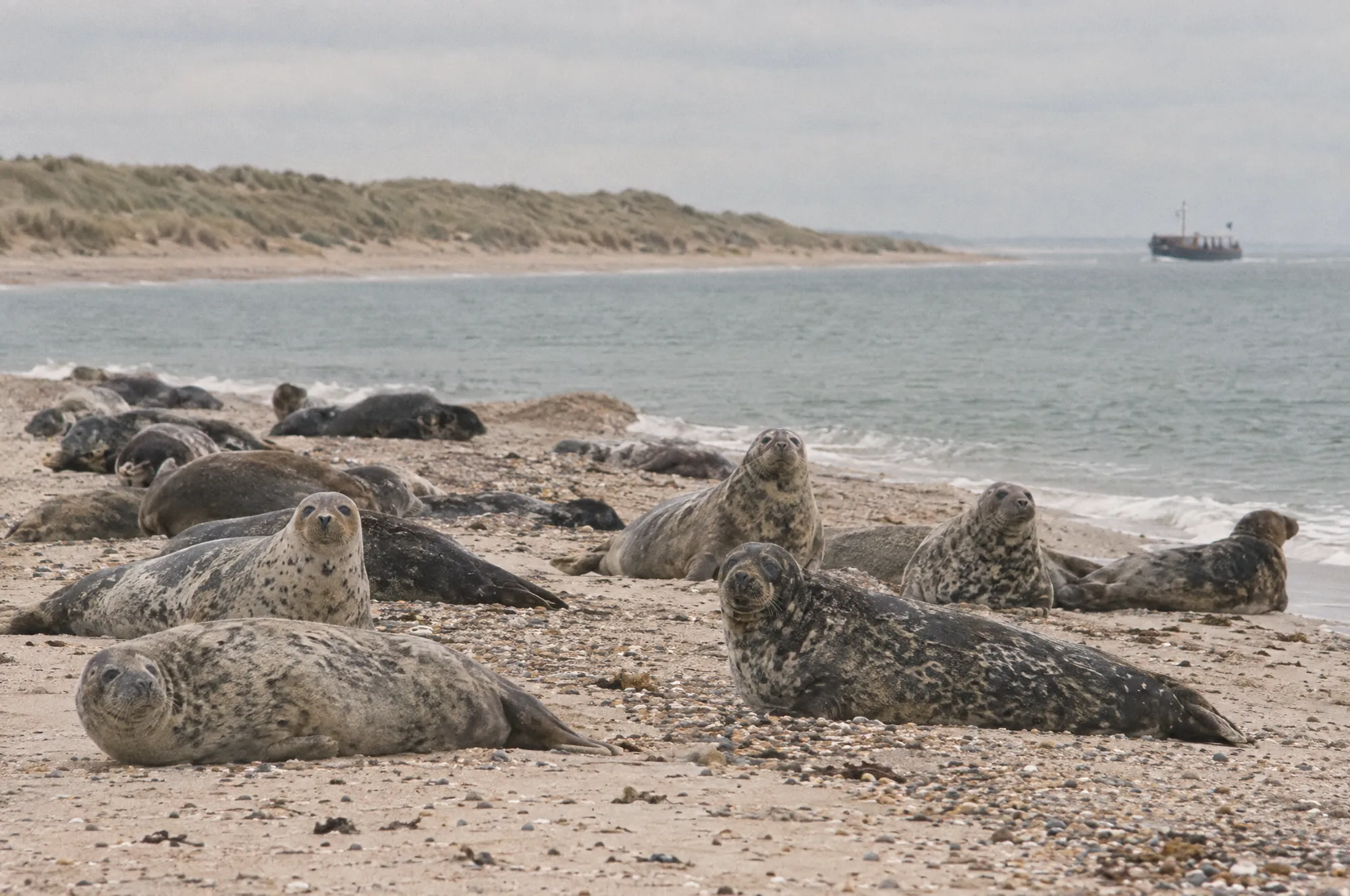 Seal pups at Blakeney Point